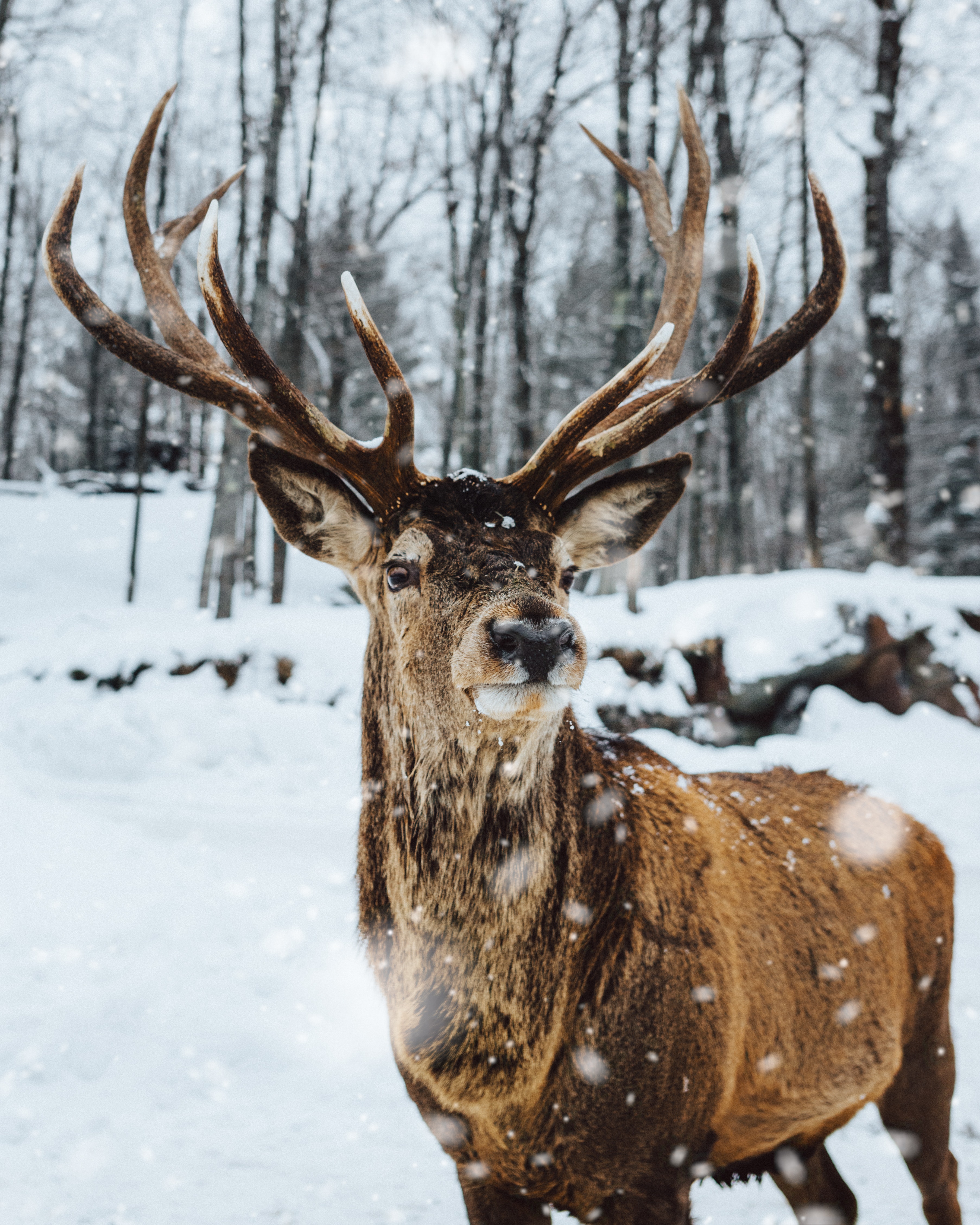 Photo of a deer exploring the winter forrest